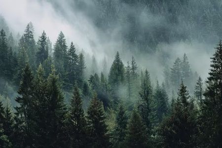 Dark conifer forest on a hillside partly hidden by drifting mist